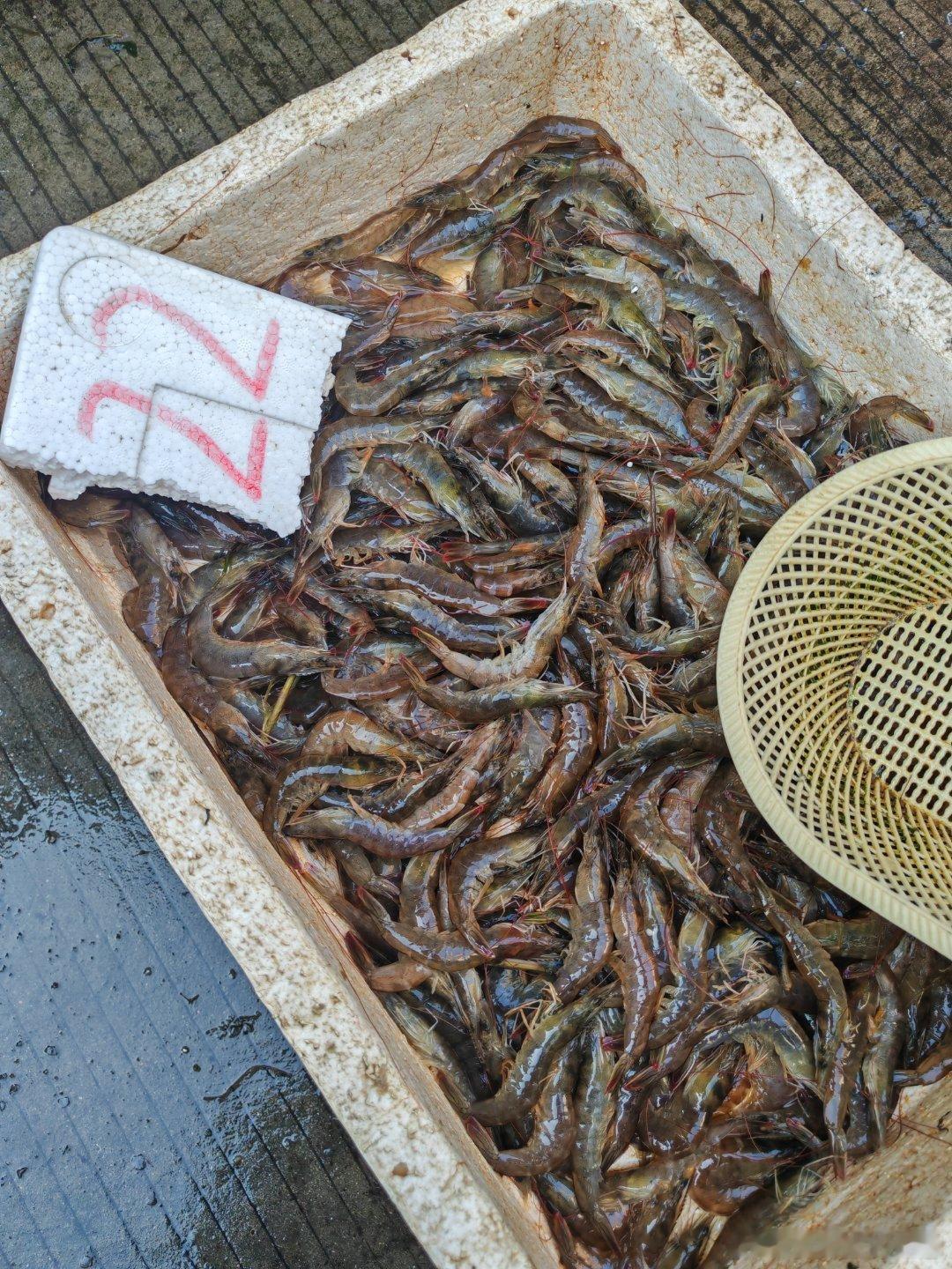 村里卖鱼的有6-7家，买了点鲍鱼，6.5元一个，搞了点五花肉，准备搞鲍鱼红烧肉。