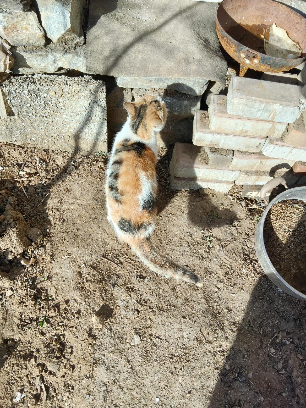 外国女人喜欢找中国男人结婚吗？我的表弟自从去澳洲留学以后，就在那里长住了，