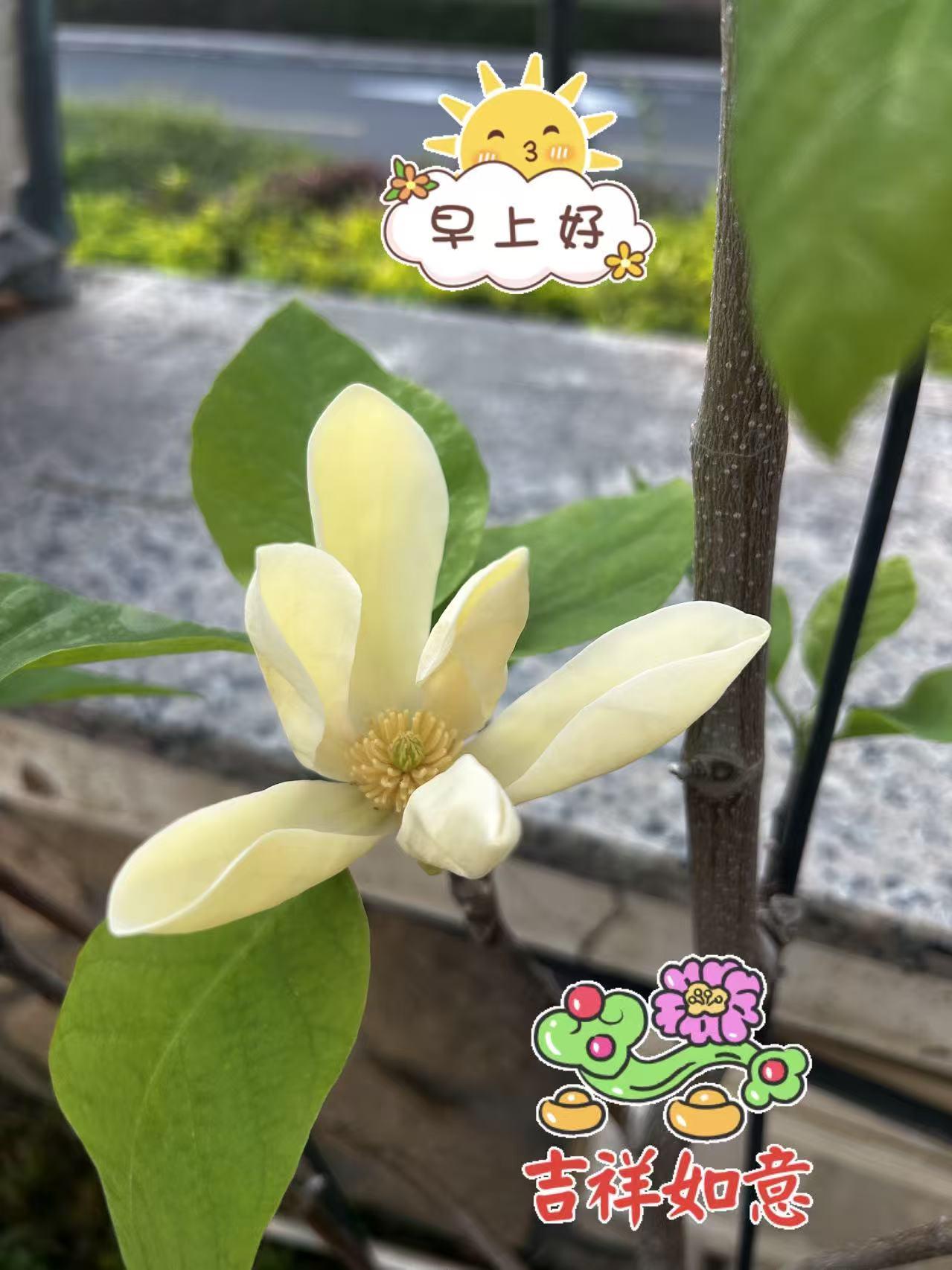 清晨我的祝福，伴着太陽升起；惦念中的問候，随着晨風傳遞。讓平安、健康、