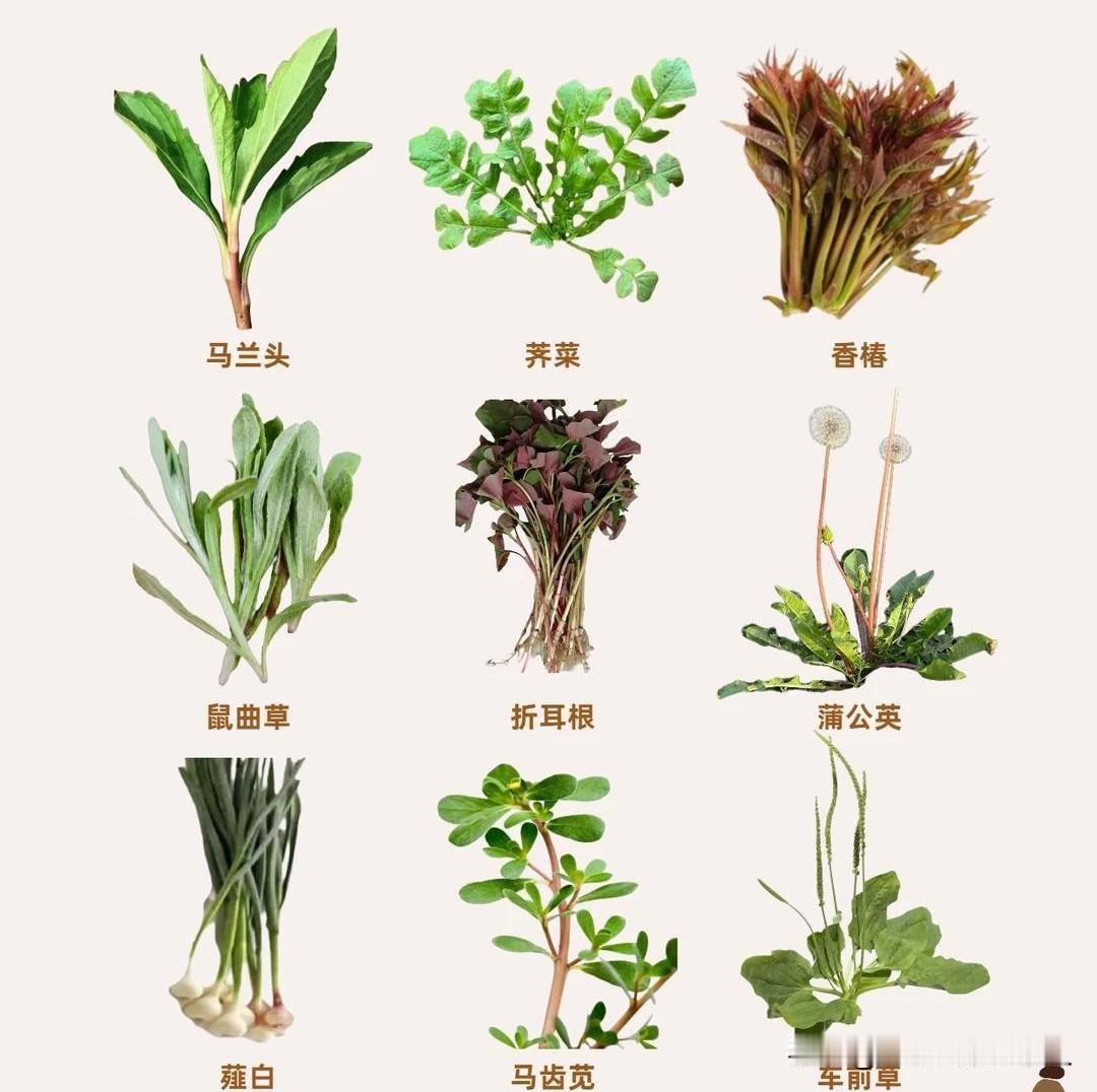 下面野菜你吃过几种？