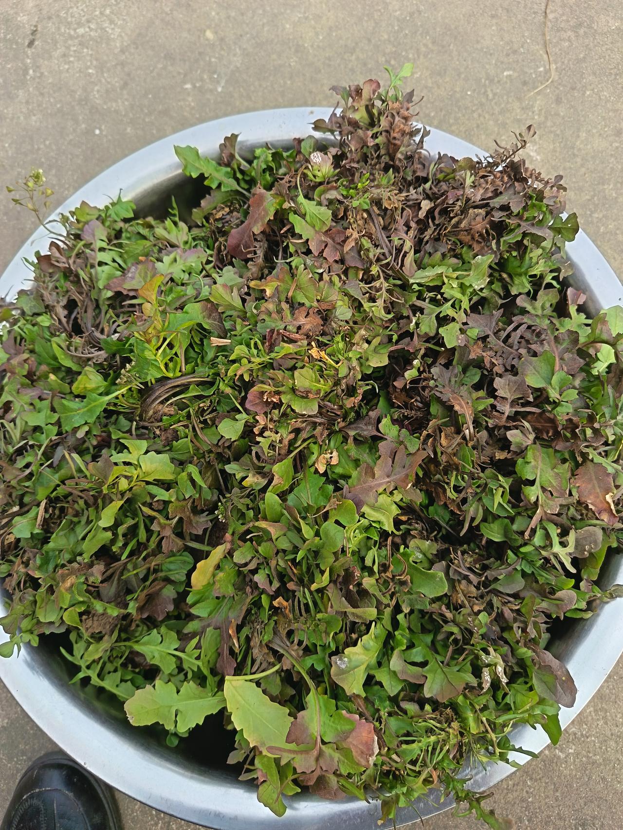 三妹送来了一袋野生荠荠菜！我早知道，荠荠菜可是个高钙高铁高维的“蔬菜之王”。