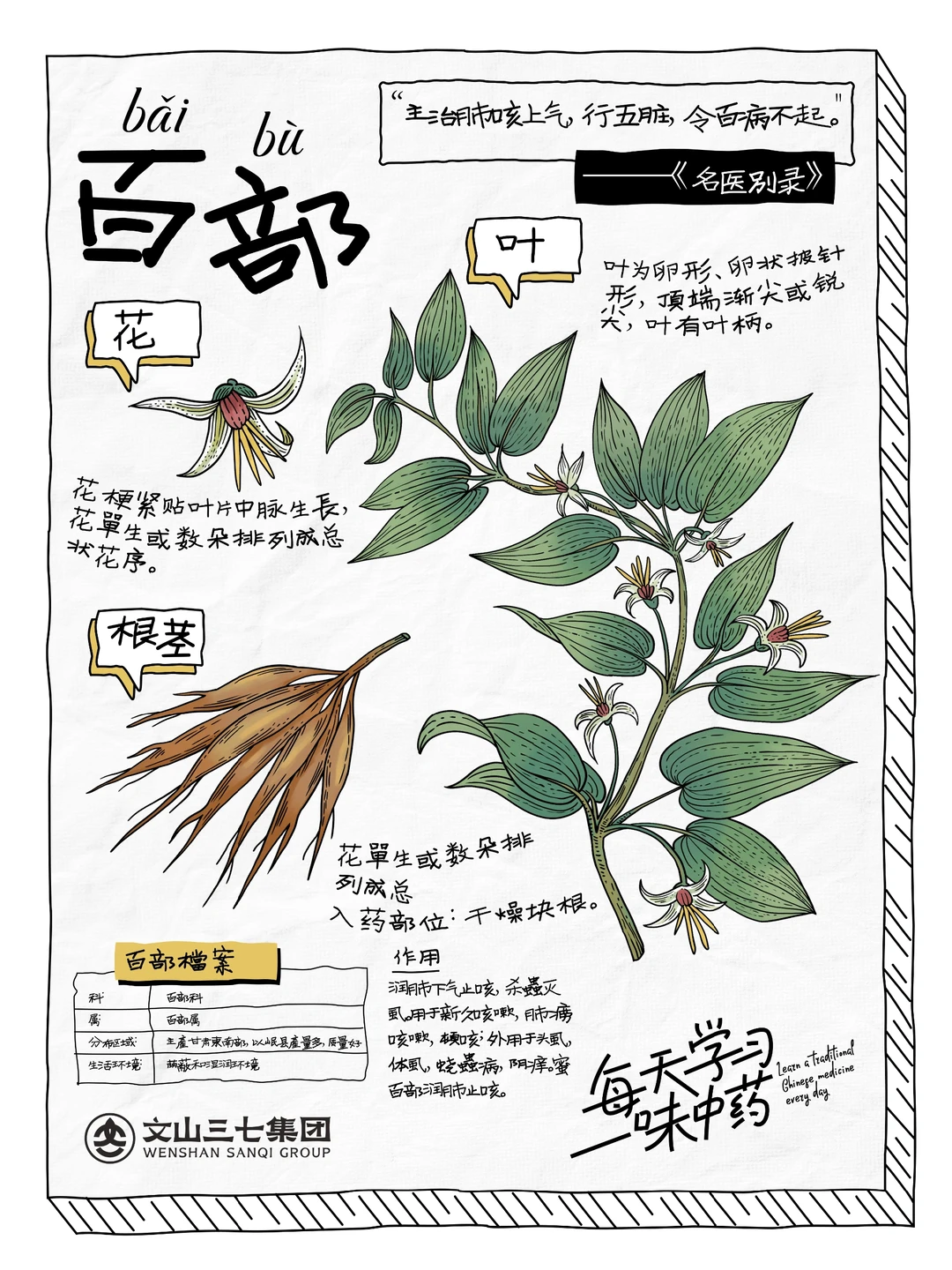 👉🏻每天学习一味中药|百部