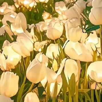 每日一善把宇宙的星辰和月光，都摘下来放进你的口袋里