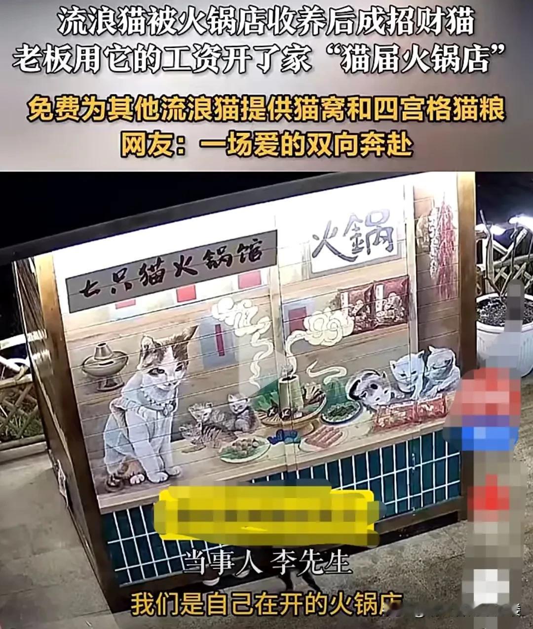 重庆，火锅店老板，自从收留了一只流浪猫豆豆后，店里的生意突飞猛进。每天有源源不断