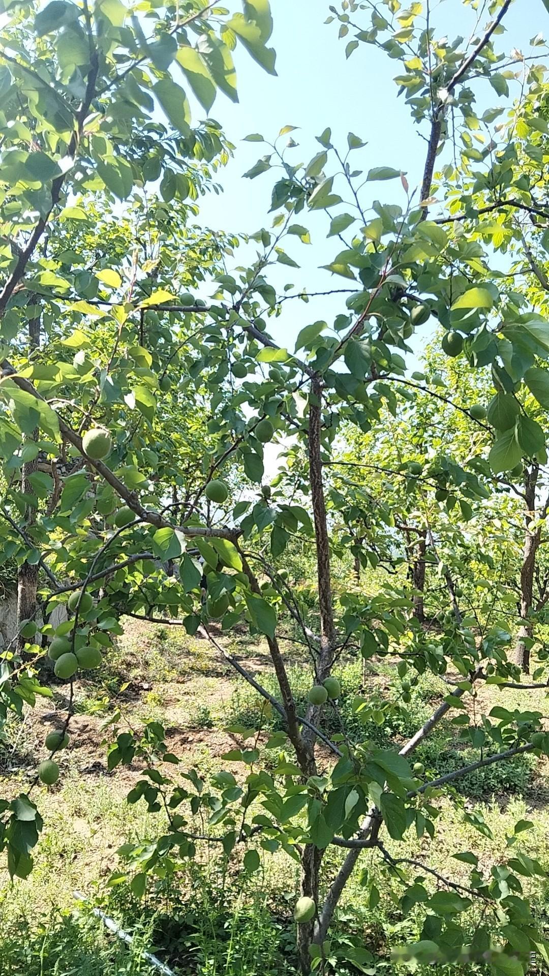 杏熟了，你吃到杏了吗？教你一招不花钱吃遍各种杏。翻开以往的记账笔记，我发现杏