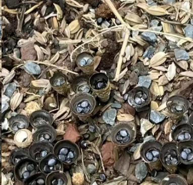 云南，一男子上山采菌，没想到，刚走出不远处，眼前一亮，竟发现了一丛奇怪植物，他赶