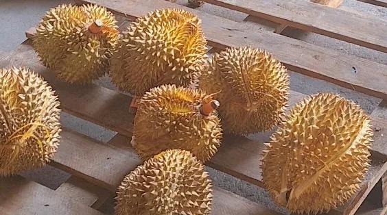 榴莲在国内卖得火，高档商场、水果店、地摊都在卖，这水果有不同等级，便宜的也二十元