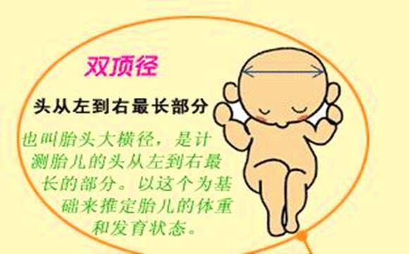 五分钟, 教你看懂产检B超单