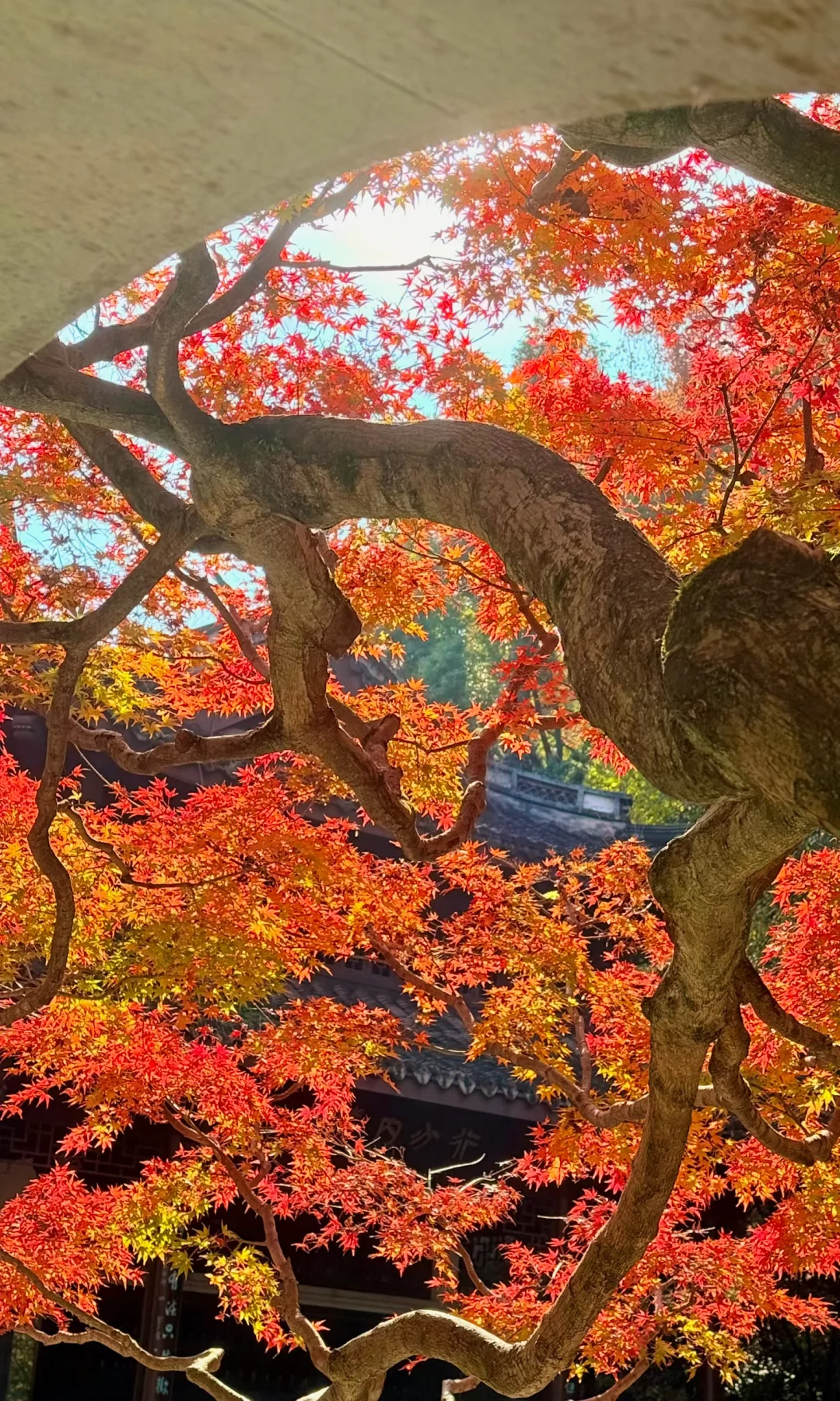 用18张全屏Live图📷打开杭州的秋天🍂杀疯了