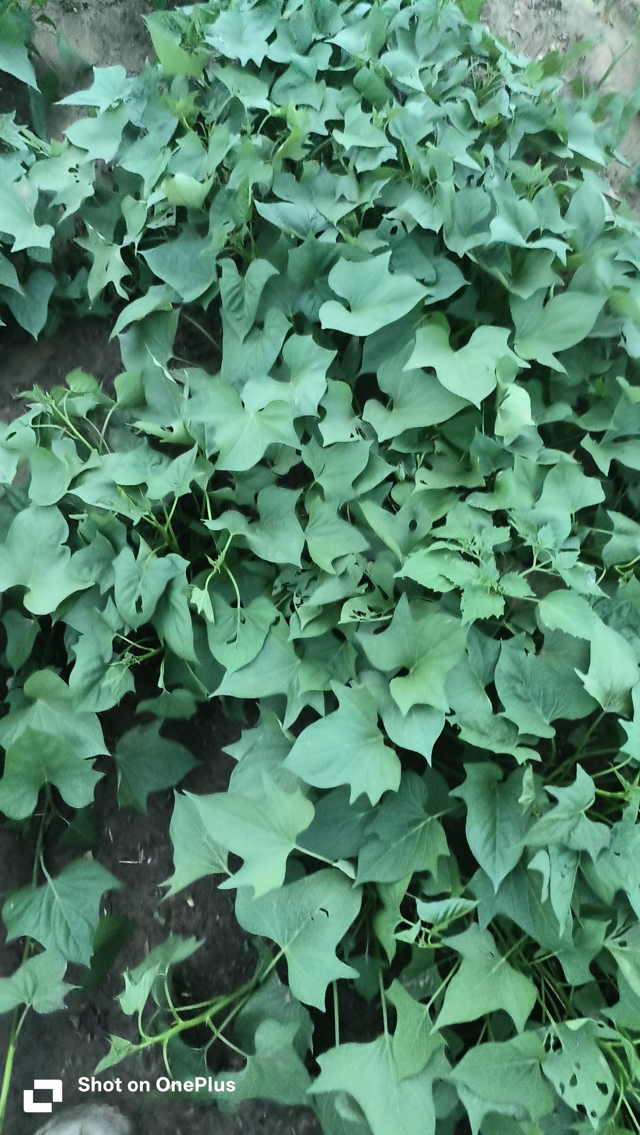运薯2001（鲜食兼加工型甘薯）选育单位：山西农业大学棉花研究所（母本：甘肃