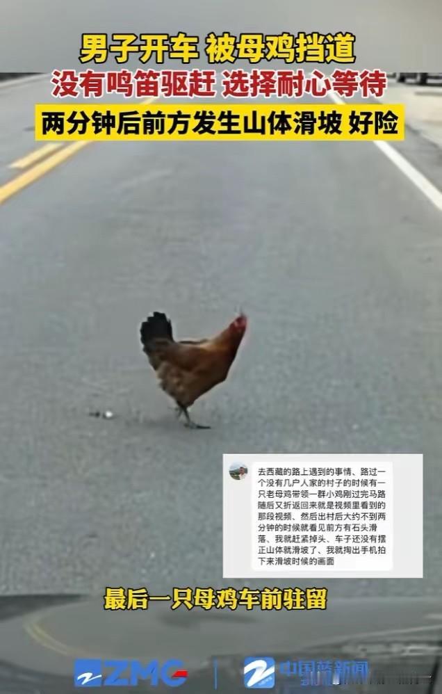 近日西藏芒康，司机李先生驾车行驶在山间公路上，发现前方有一群小鸡仔正在慢悠悠过马