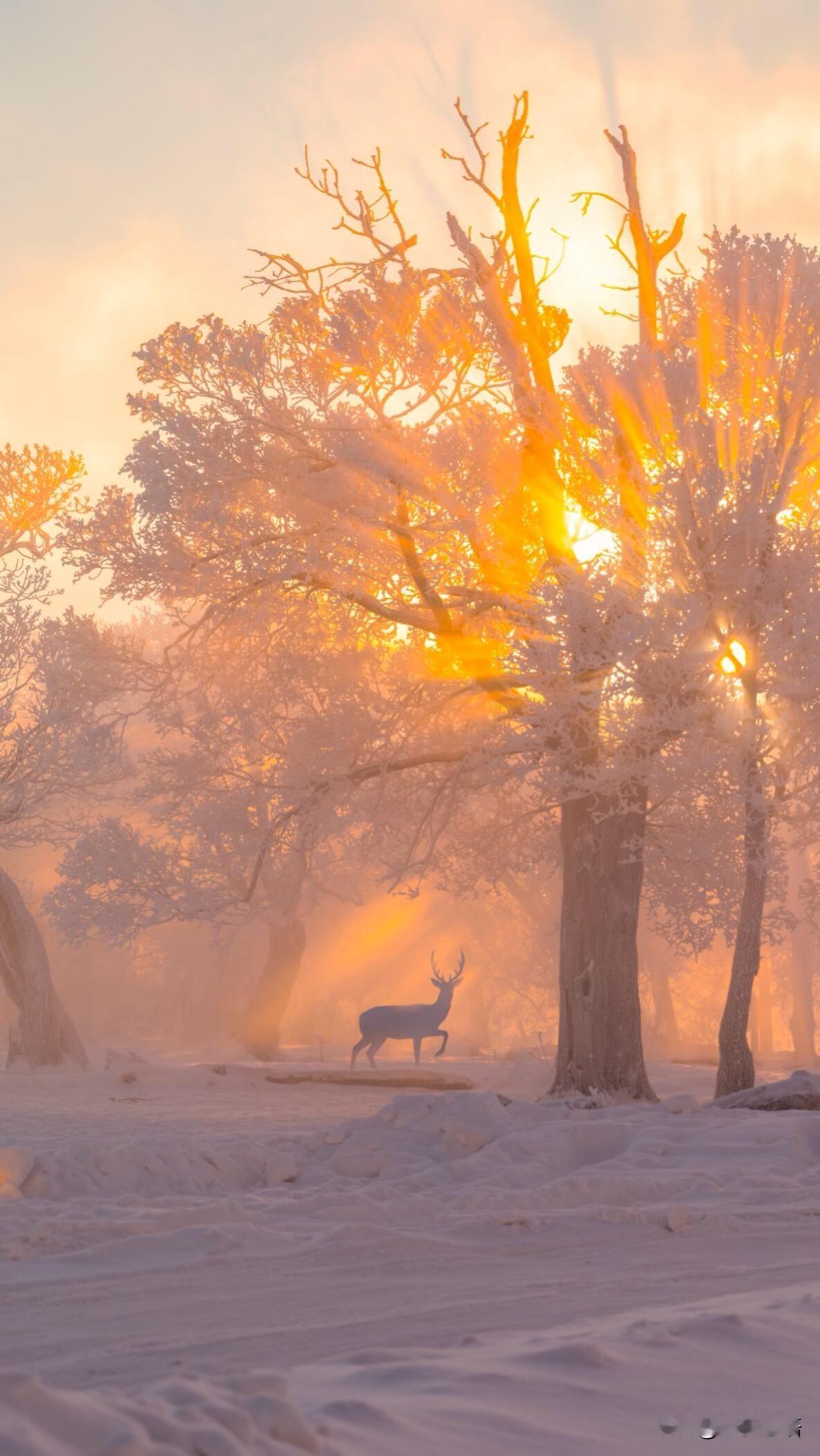 终于懂吉林为啥叫吉林了！吉林四方顶子的雪景，直接被戳中魂！原来吉林的名字这