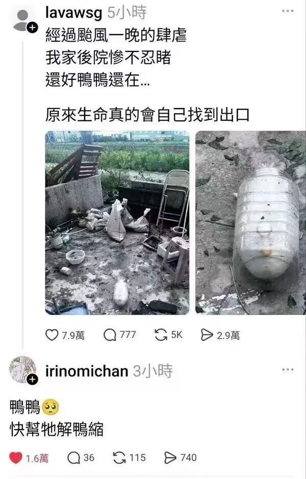 永远可以相信湾湾的谐音梗​​​