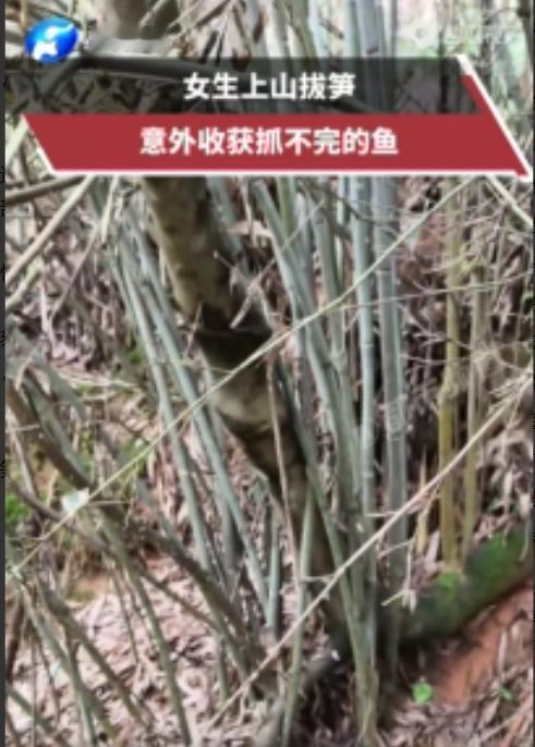 4月28日，贵州深山里，一女子上山采春笋时意外撞见揪心一幕：一处快干涸的水