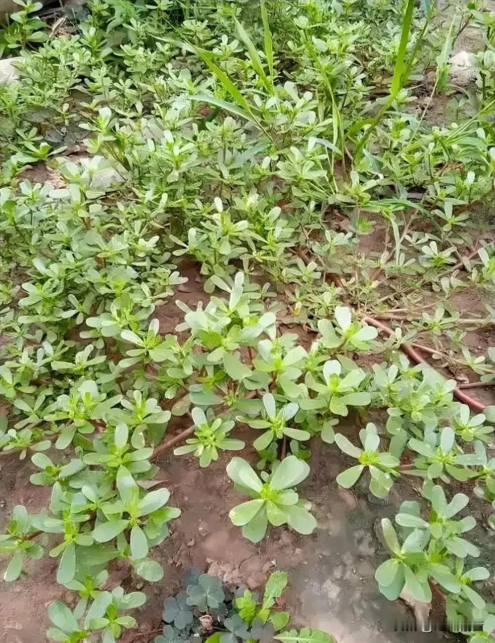 农村最常见的七种野菜，我赌你只认识香椿，能说出三种名字绝对是有故事的人[赞]香椿