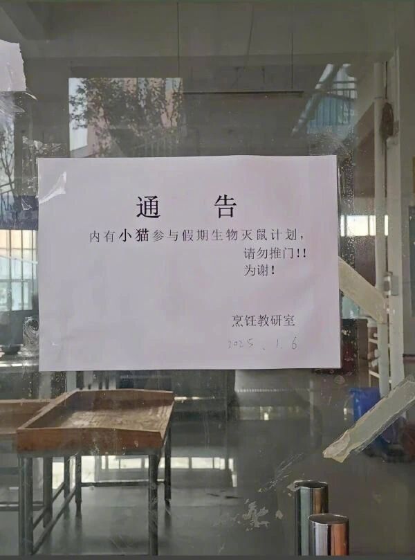 这两只小猫也太可爱了，这算是雇用童工吗