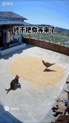 猫咪：敢在我地盘偷吃？