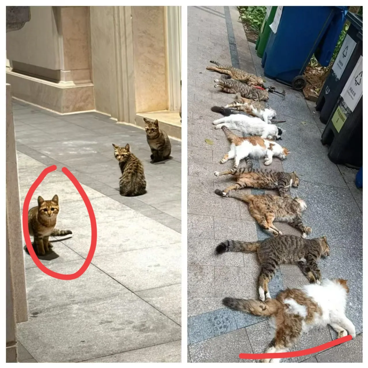三亚女游客被蛇咬身亡，给所有人上了一课，一定要善待流浪猫，因为银环蛇不仅是国家