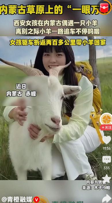 一只小羊能有多大本事？追着一辆汽车跑了三里地，硬是把一个已经开出两百多公里的姑娘