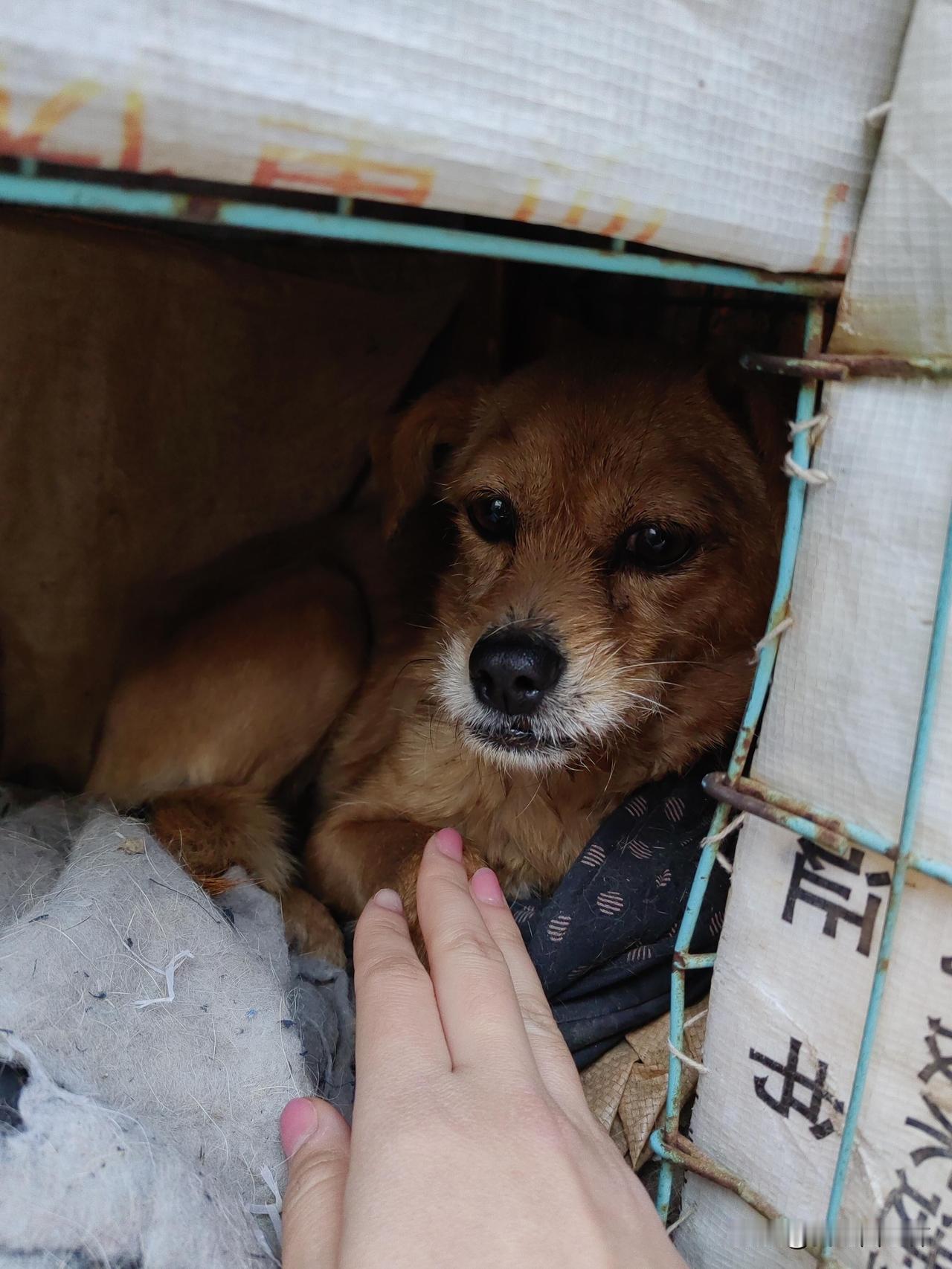 姥姥家的小狗被鱼刺卡住了，估计有十五天了，已经瘦成皮包骨了，试了好多方法都不行，