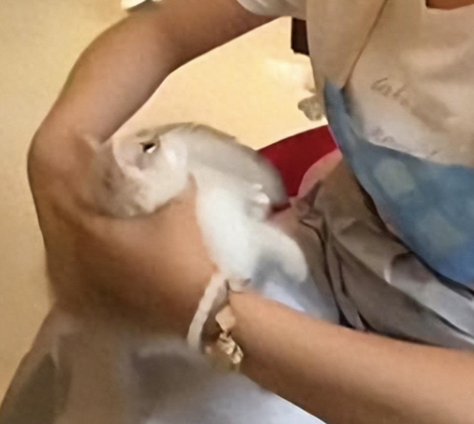 不就是因为心情不好，虐杀了几只小猫吗？大不了了赔点钱就行了，何至于要上纲上线？
