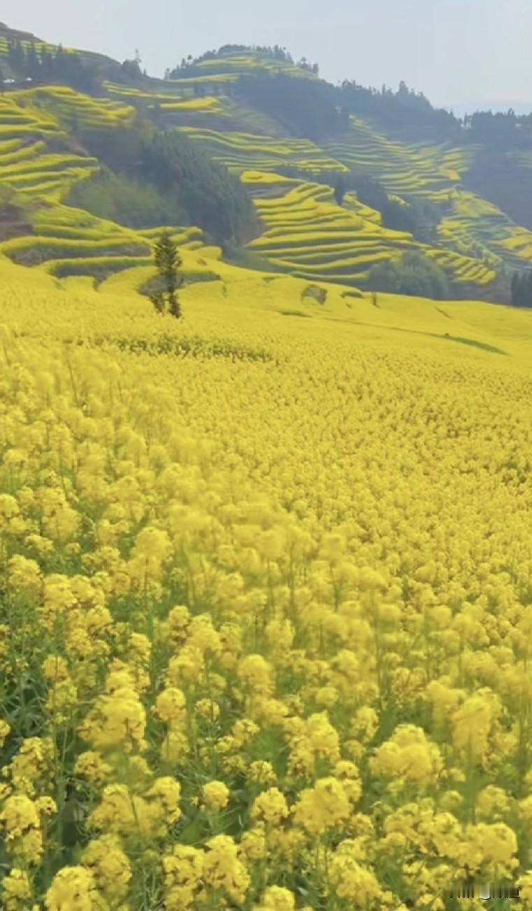 这孩子成了父母离婚的牺牲品。湖南一9岁女孩儿，父母离婚后，跟随爸爸生活，元旦放