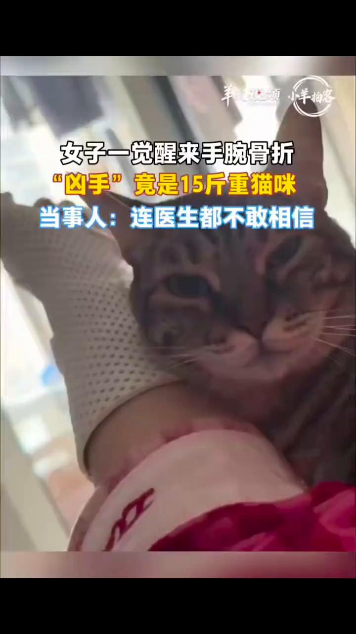 女子一觉醒来手腕骨折，"凶手"竟是15斤重猫咪。当事人：连医生都不敢相信。近日