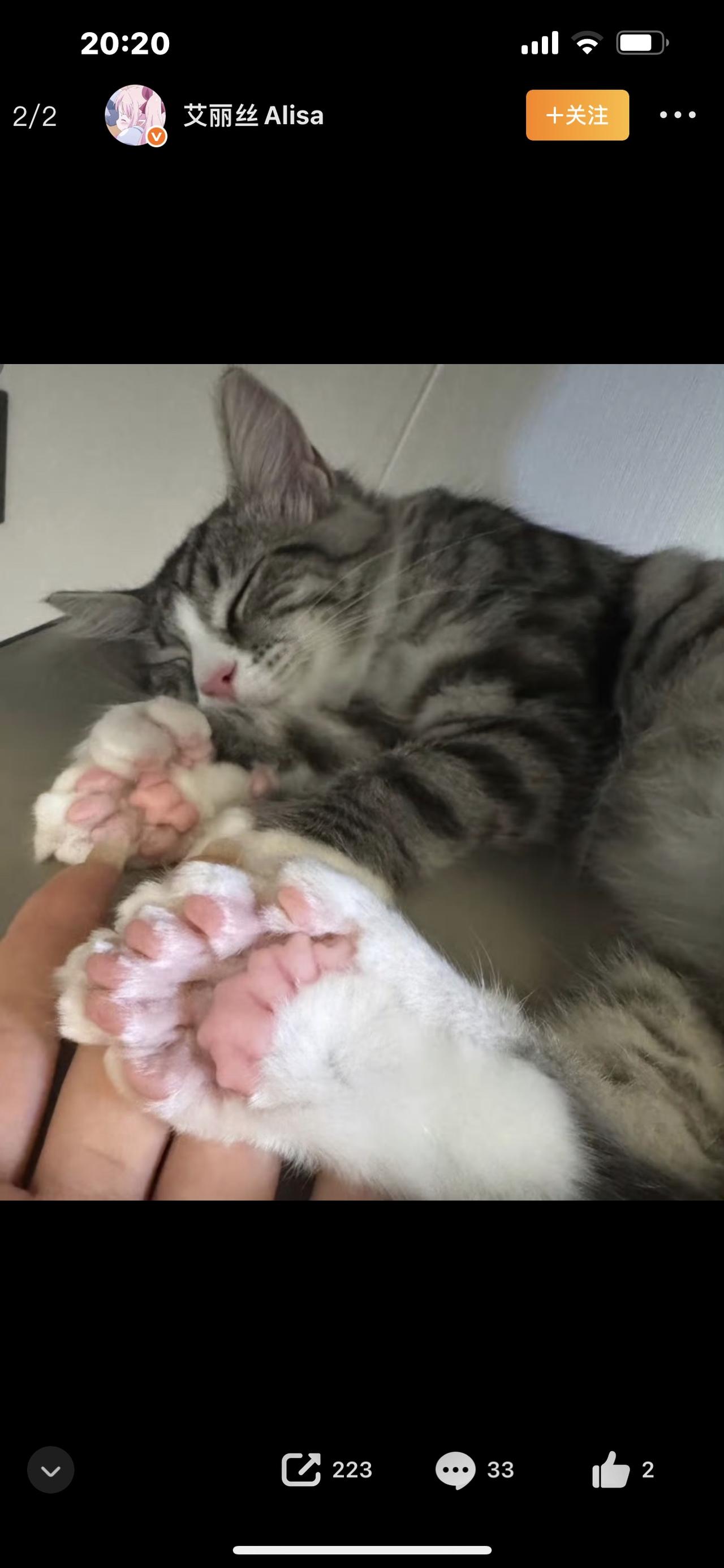 猫真有那么臭吗？90%的人都搞错了！真相颠覆认知谁还没听过有人吐槽养猫=家里