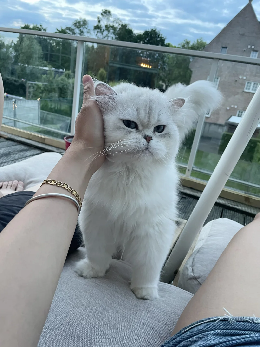撸猫撸猫