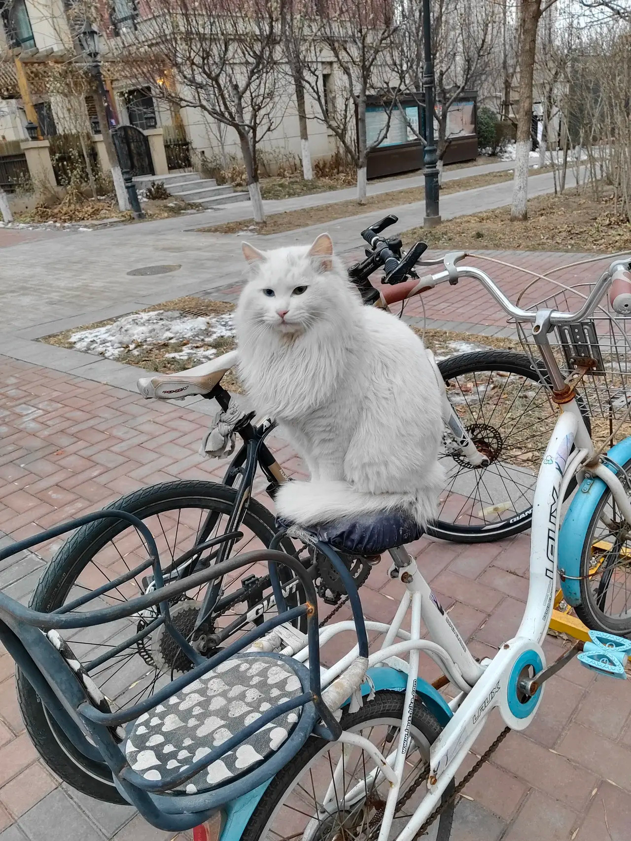 我虽然是一只流浪猫，但是，我依然很有气质！