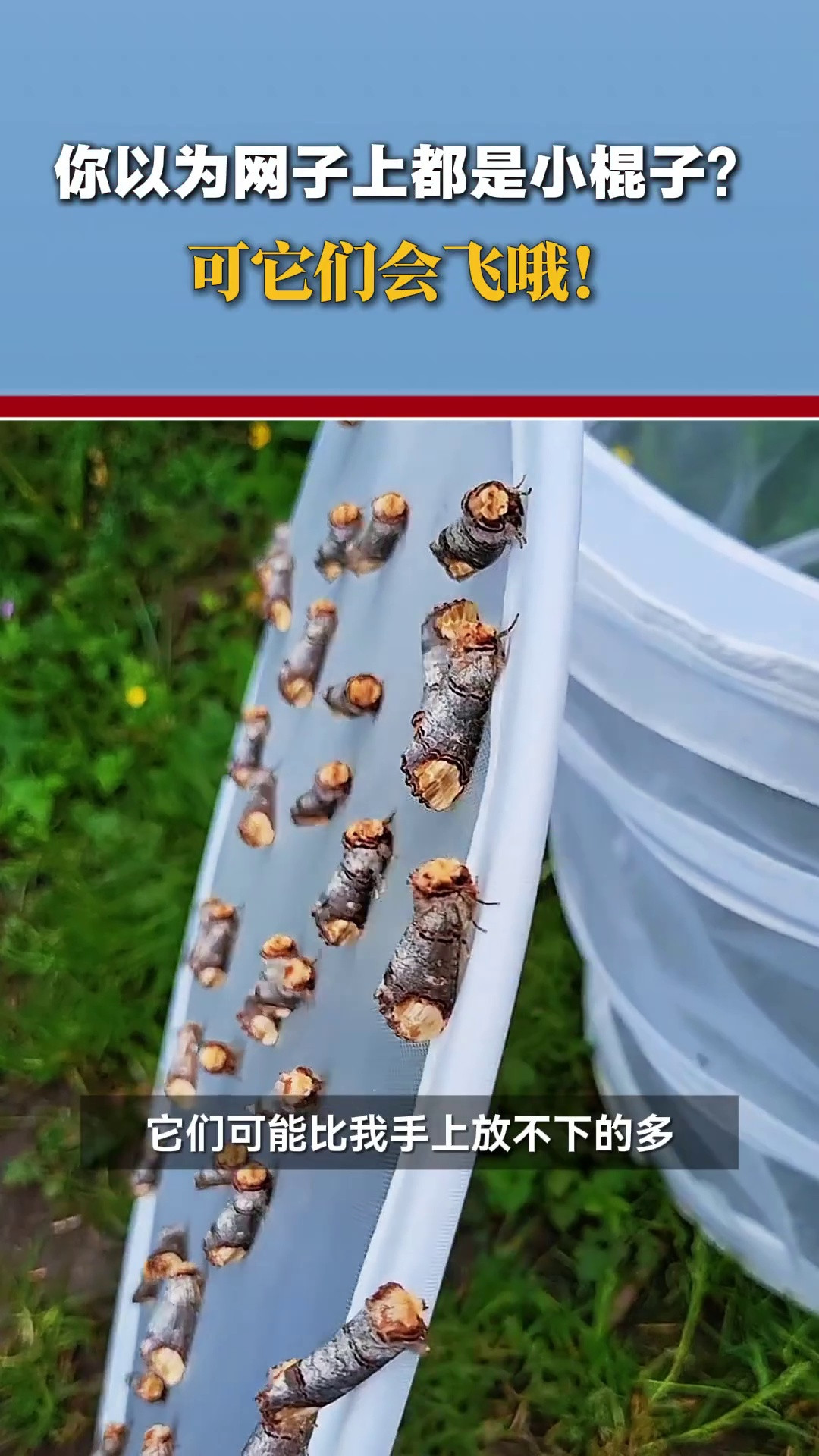 你以为网子上都是小棍子？