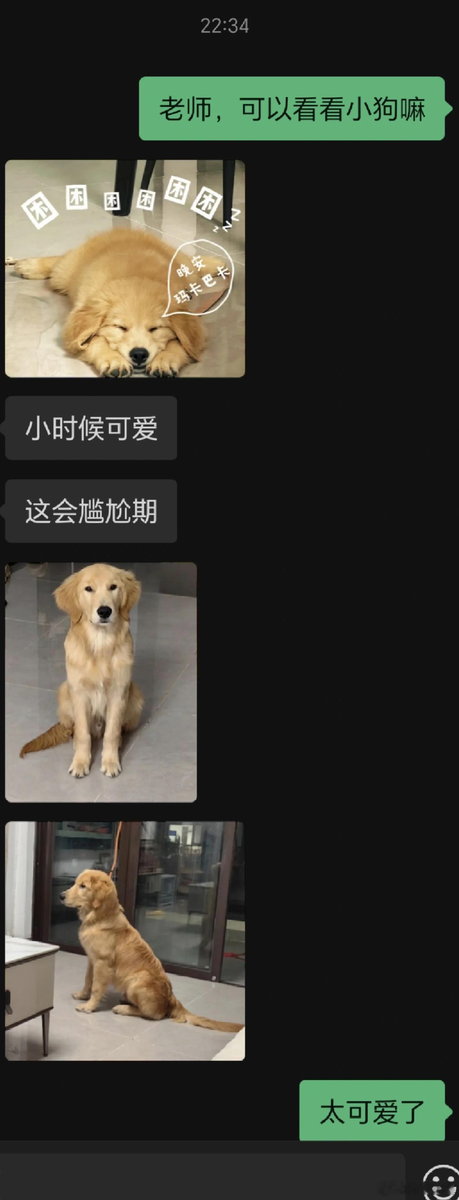 导师给我看她养的狗狗当狗咖最后一个顾客走后