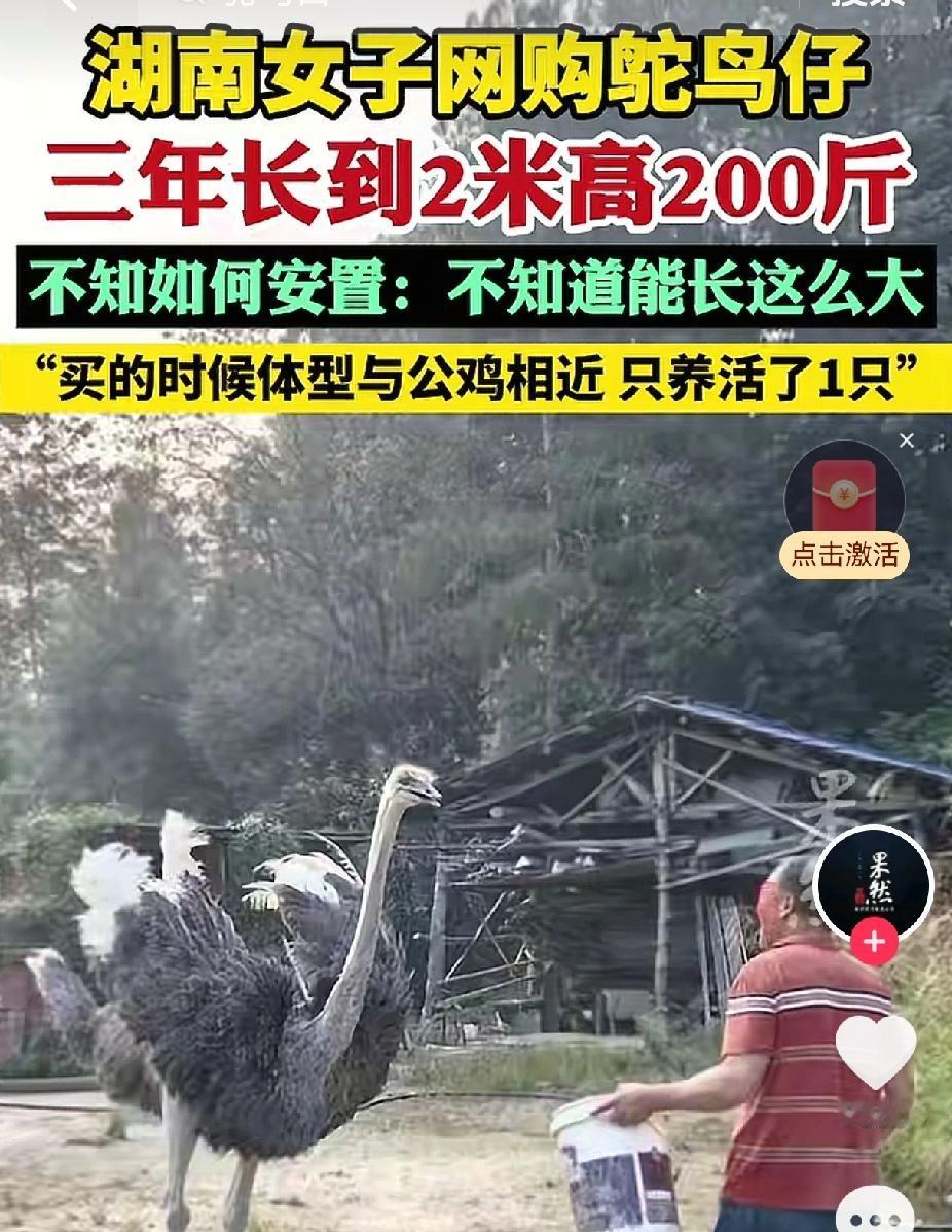 湖南这家人现在愁坏了三年前一个无聊的日子，湖南的一位女子和她老爸在网上刷视频