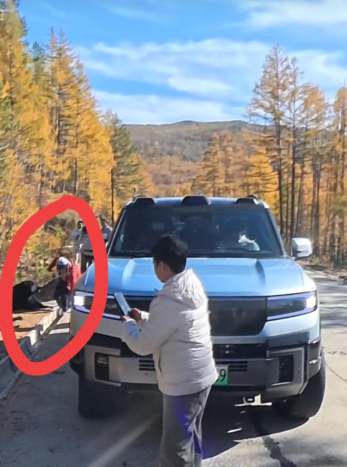 就在9月20号，一队自驾游客大兴安岭G331国道路边投喂黑熊突遭袭击，以为憨态可