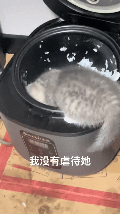 老公一看都懵了，小猫居然钻电饭锅里，搁里头吃米饭。好好一锅米饭全被霍霍，一家人都