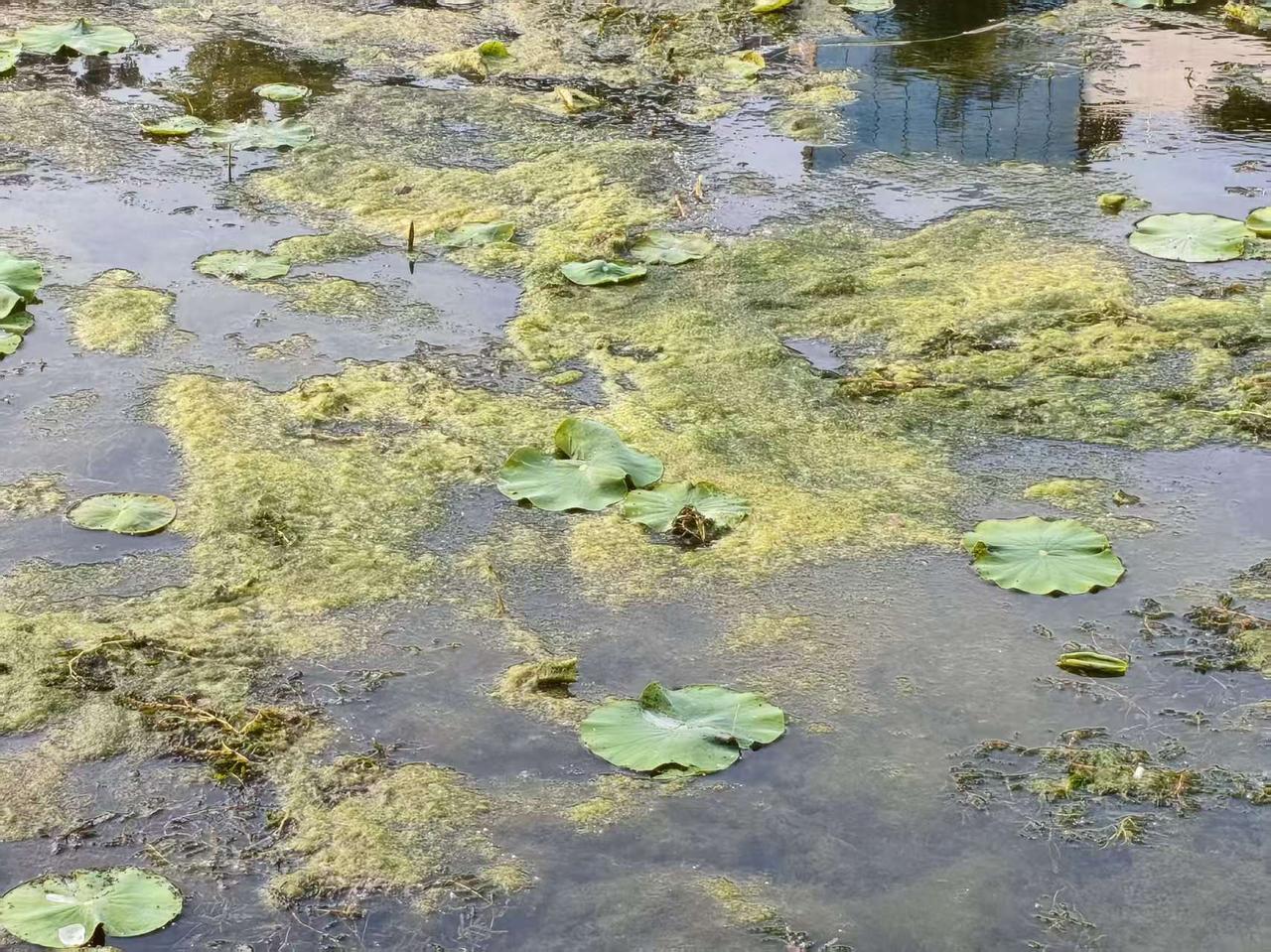 许昌的护城河，河里起了很多水草，还有绿布子，前段也见河工在这清理，但是不彻底，现