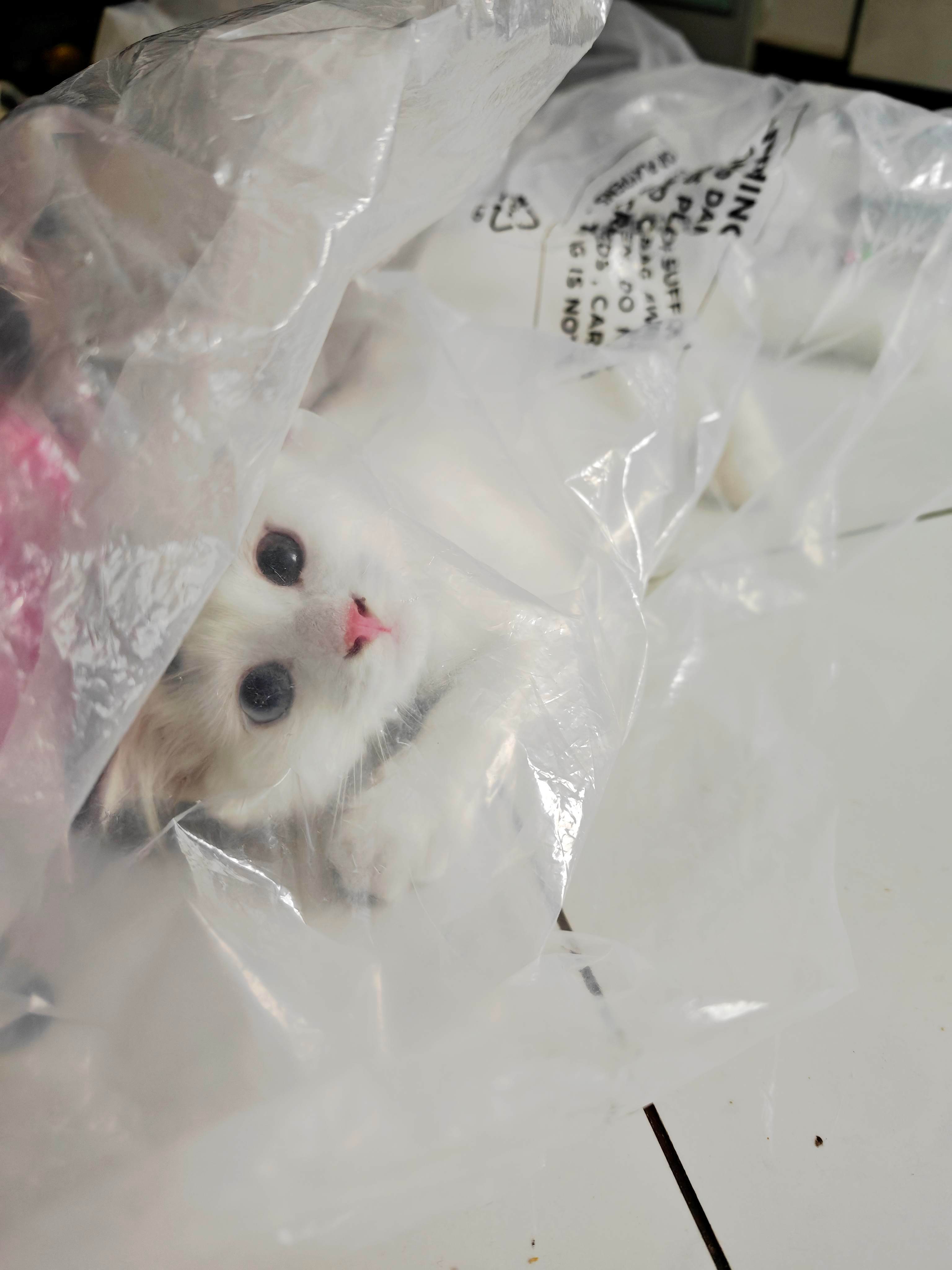 吸点羊高我现在相信猫有多反骨了，花钱买的电子玩具，三天不到就腻了，拆快递剩下的大