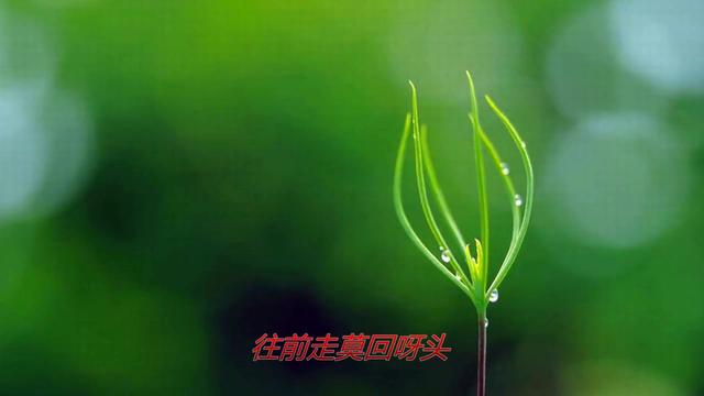 妹妹你大胆的往前走简谱_妹妹大胆的往前走图片(2)