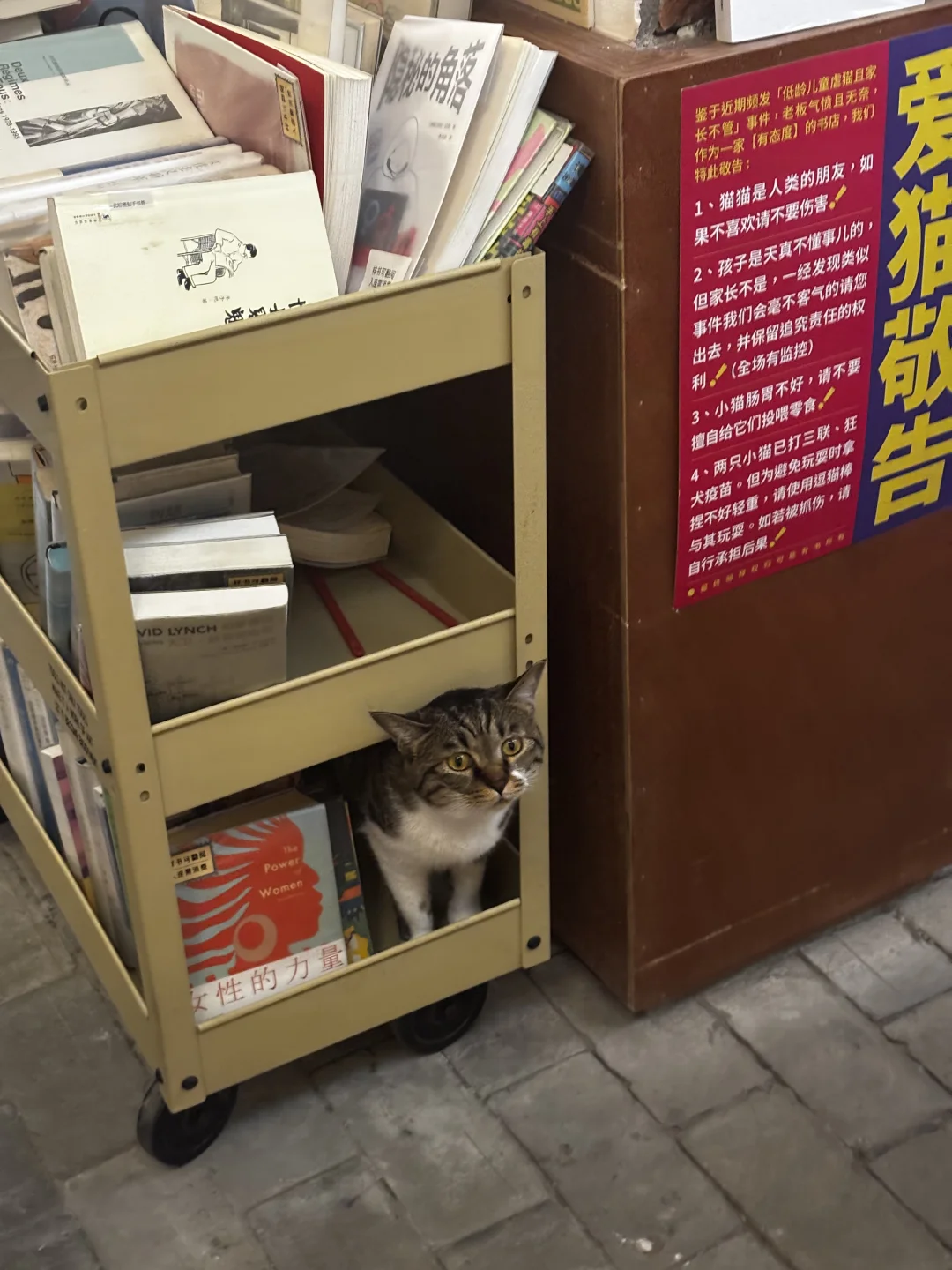 北京这个新展！随地大小猫真的很犯规诶！！