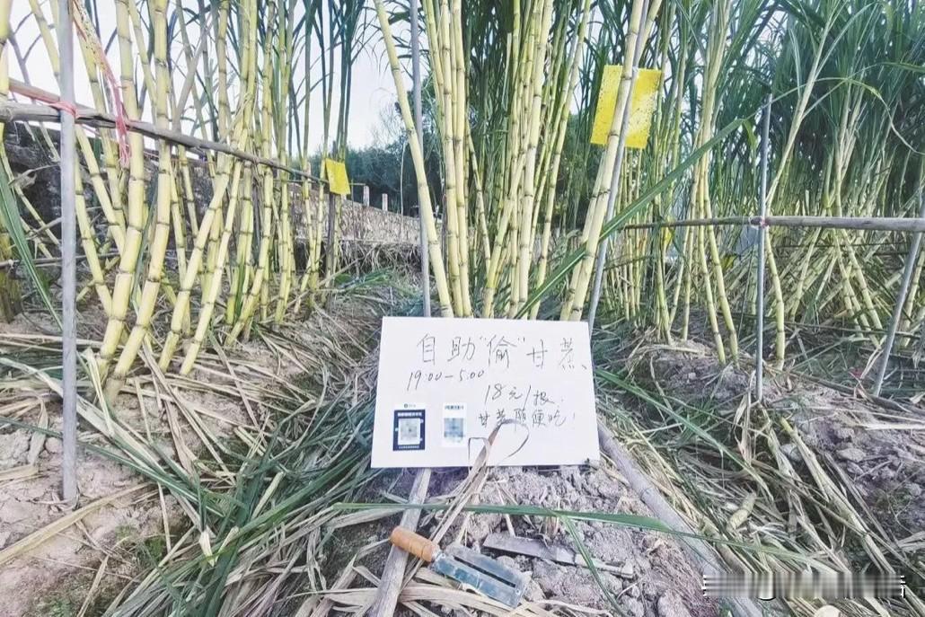 “偷甘蔗”被人民日报点赞！这家农场玩太大日入过万把狗累瘫最近四川一家农场