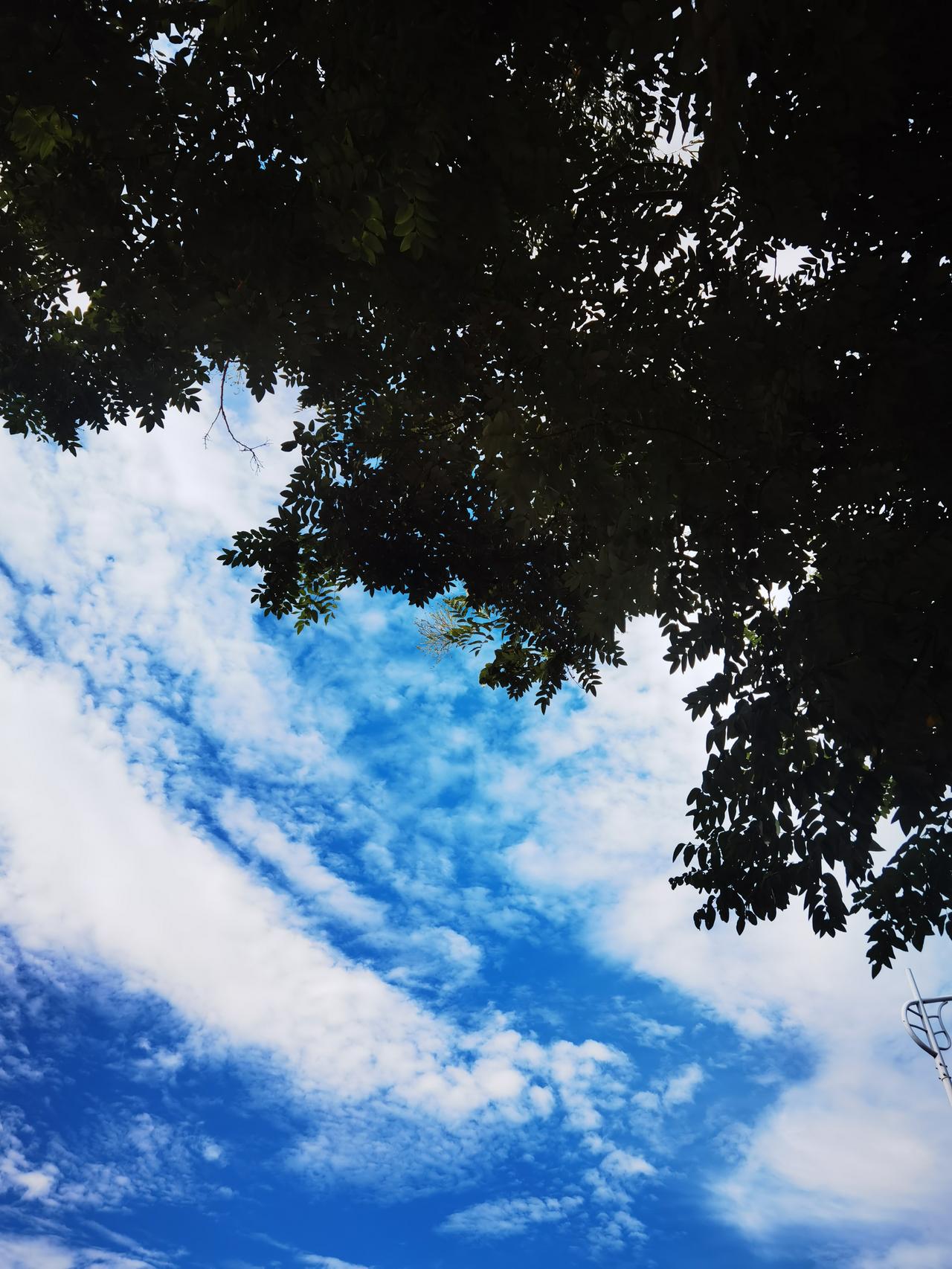 拍个特写构图抽象蓝得湛蓝白得可爱