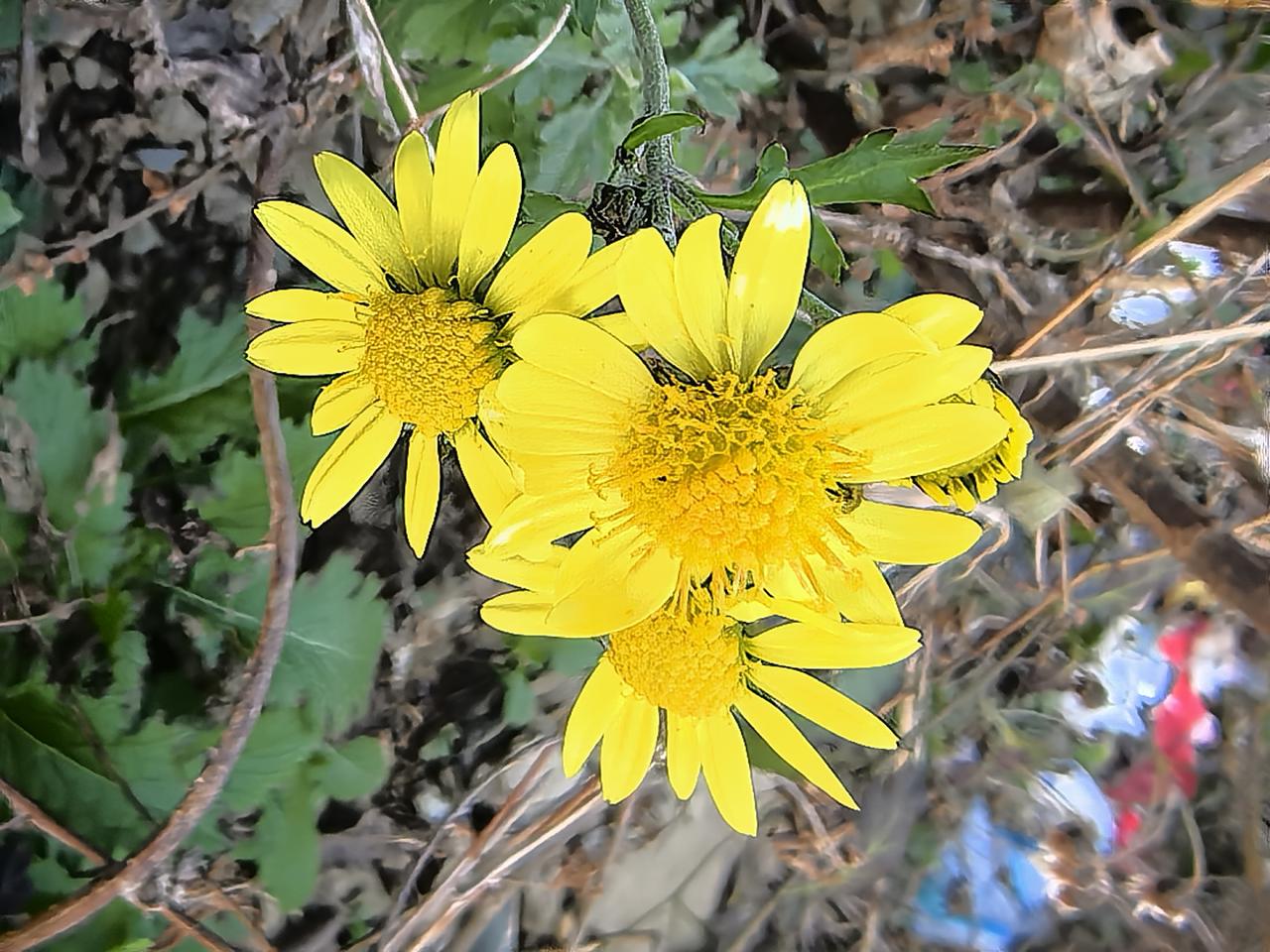 即使温度很低早晨霜冻的季节，树林里总有绿色的植物存在，不知名的花在盛开。