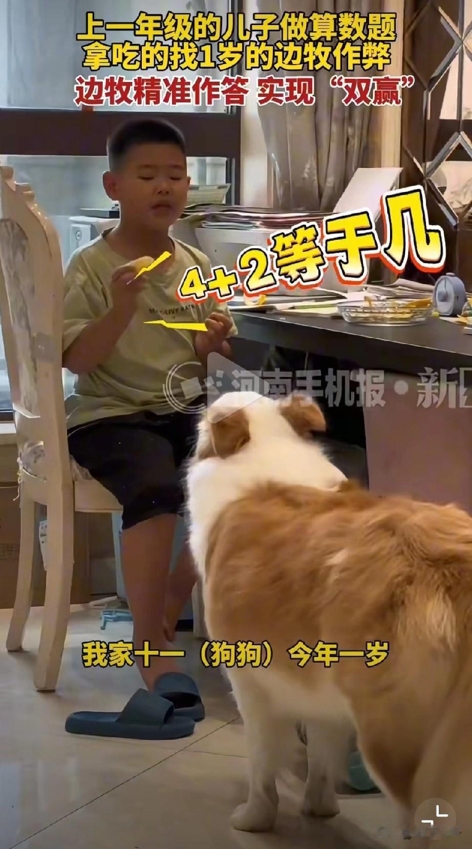 河南郑州杨女士家的1岁边牧犬“十一”因协助一年级小主人解答算术题走红网络。当孩子
