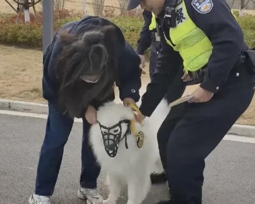 从今天开始一些养狗人要彻底慌了！根据新修订的《治安管理处罚法》，如果你饲养的宠