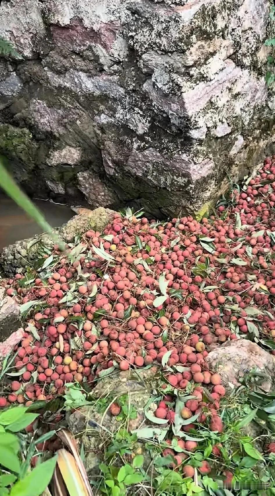 网上谁说荔枝便宜的没有人要了？!甚至于卖不掉的时候倒在河边也没有人去捡!东莞