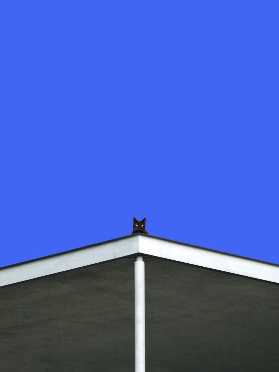 德国治愈摄影师BenjaminWolf拍摄的黑猫🐈⬛