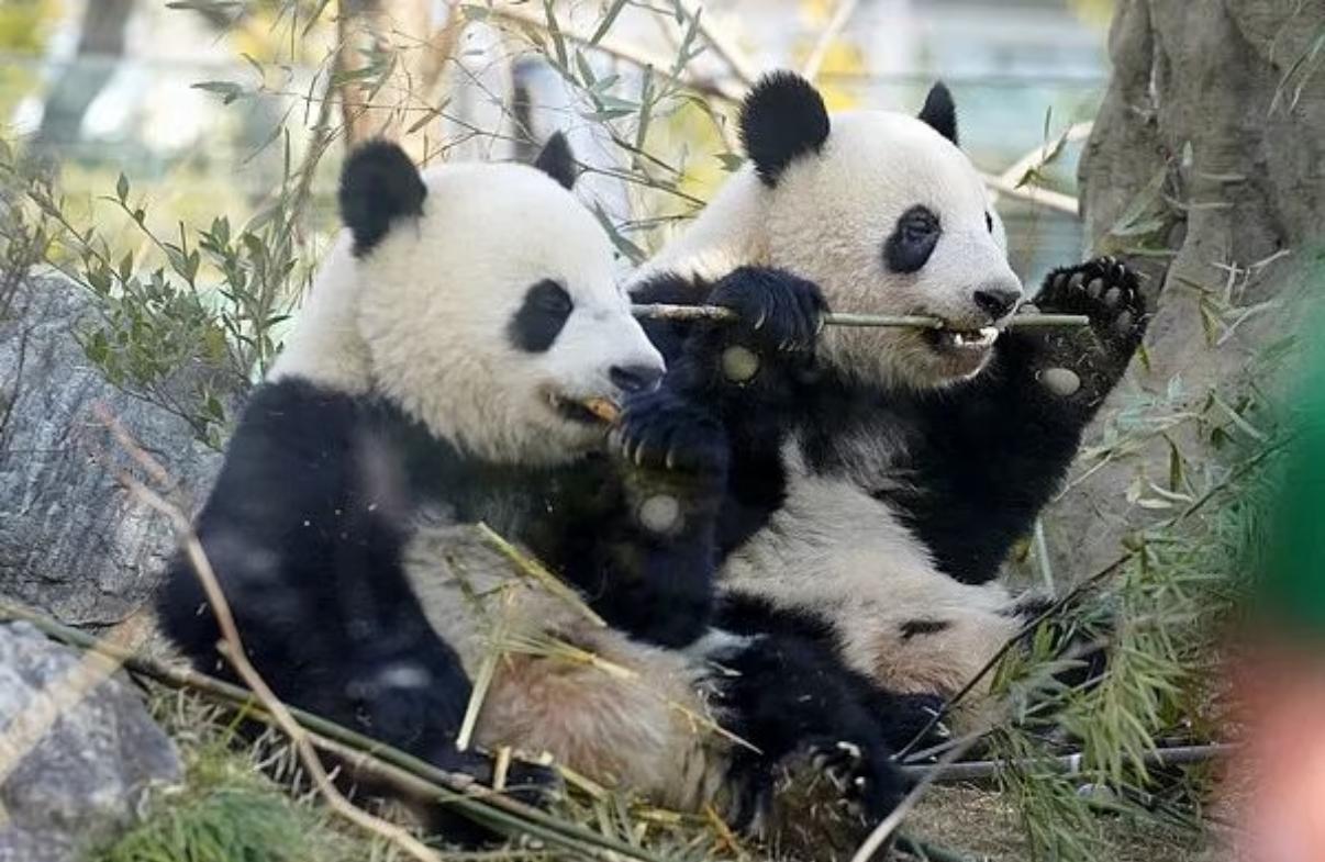 你发现没？晓晓和蕾蕾回国，那真是“头也不回”！万物皆有灵。别以为熊猫听不懂话，