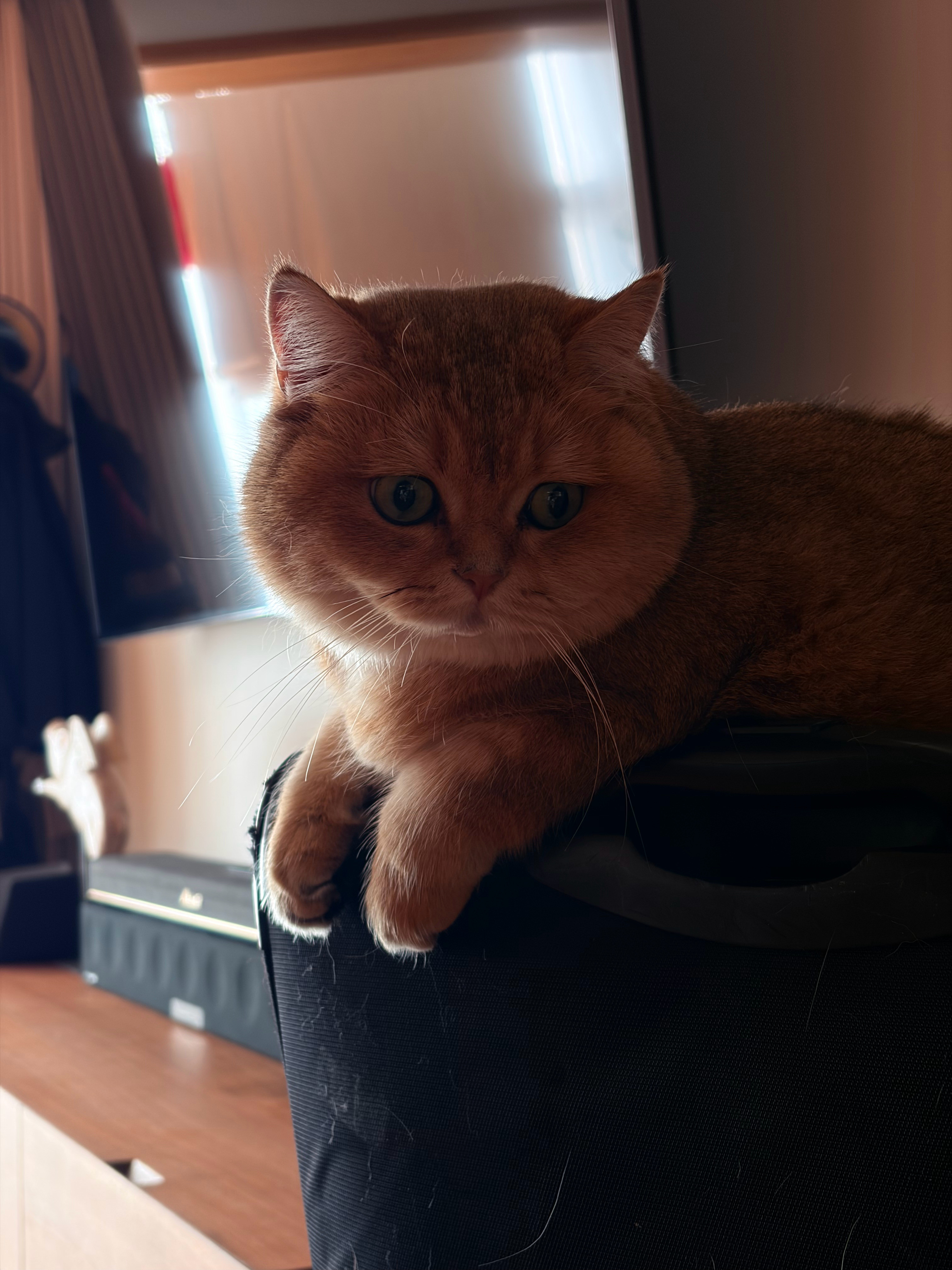 我的可爱阿猫：