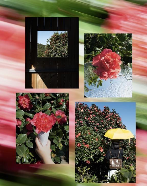 3.6实拍！成都这里的山茶花已经开爆了！又发现了蒙顶山的宝藏玩法！最近后山的