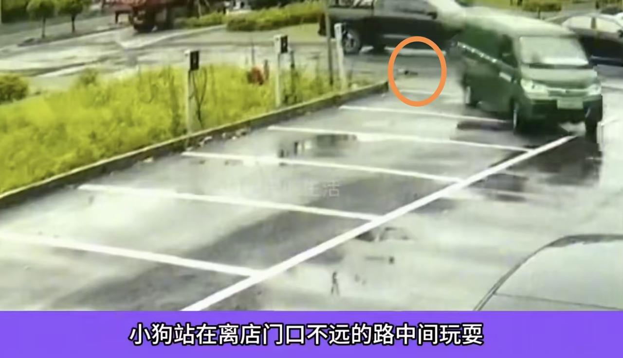 “过分不”？店主王先生的一条泰迪狗没拴绳在路中间玩耍被过往的一辆面包车碾死。他表